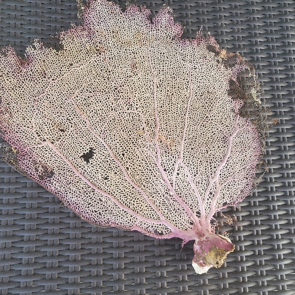 Natural Gorgonian Coral, size L. - Picture 1 of 6